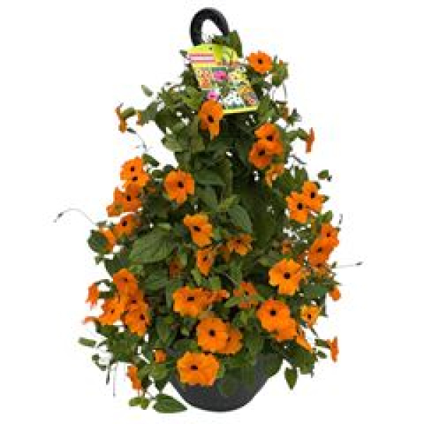 Thunbergia Ampel orange