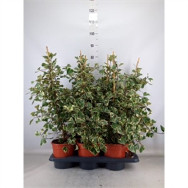 Ficus triangularis 'Sweetheart'