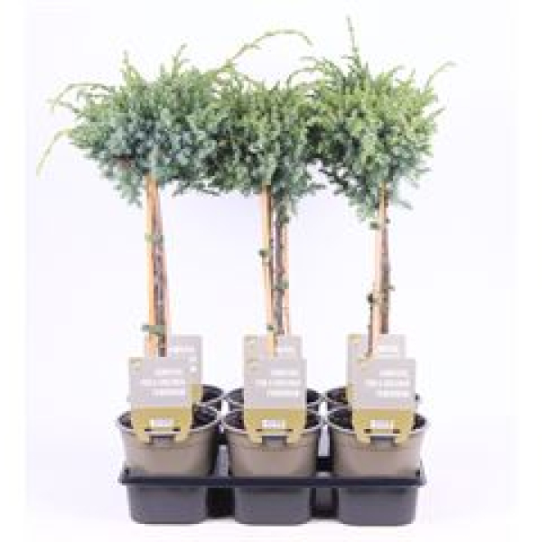 Juniperus chinensis 'Blue Alps'