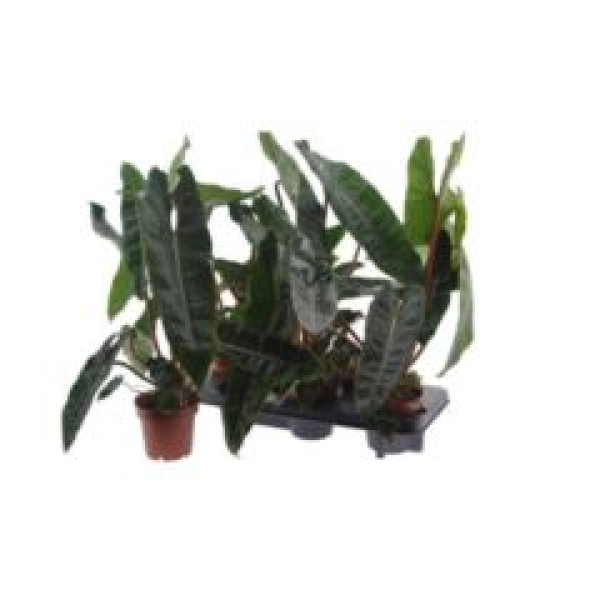 Philodendron billietiae