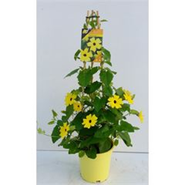 Thunbergia alata Pyramide gelb