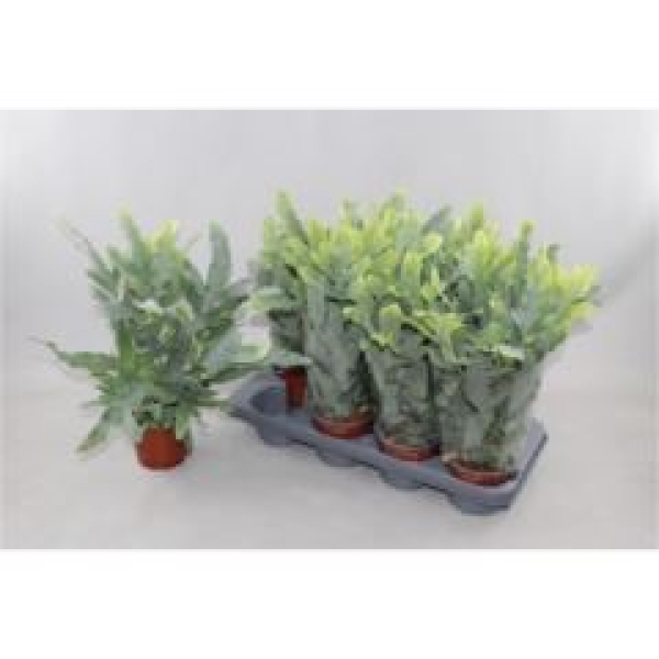 Phlebodium aureum 'Blue Star'