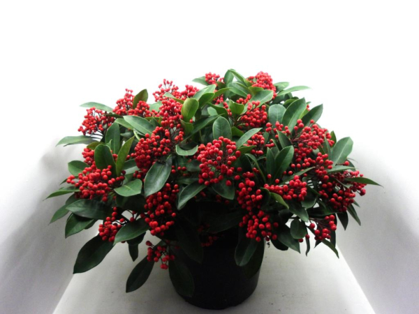 Skimmia Jap. 'Lipstick'