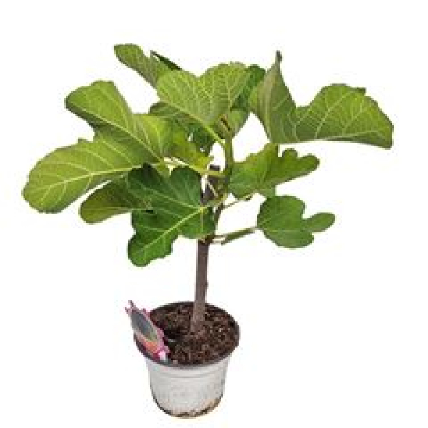 Ficus carica