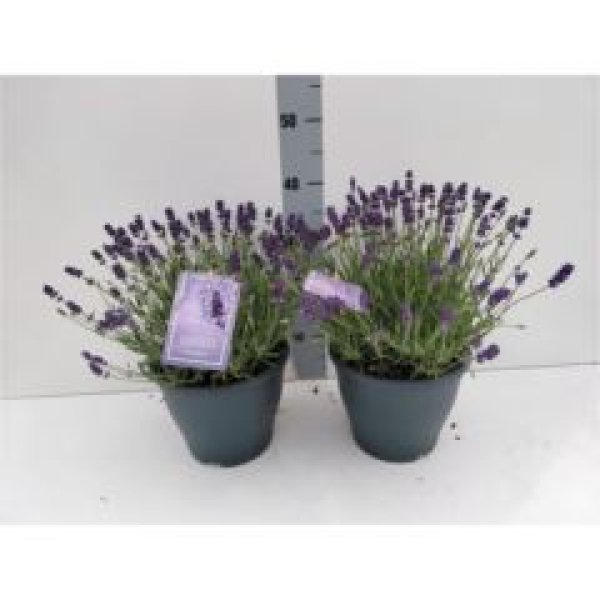 Lavandula ang. Kübel