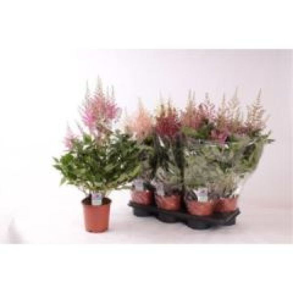 Astilbe gemischt