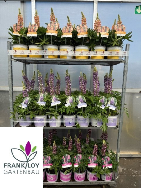Lupinus Kübel