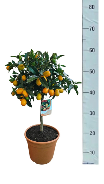 Kumquat Stämmchen