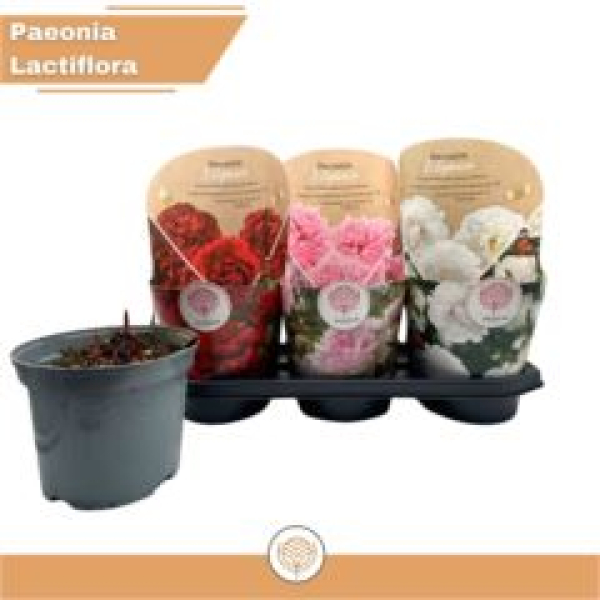 Paeonia Mix