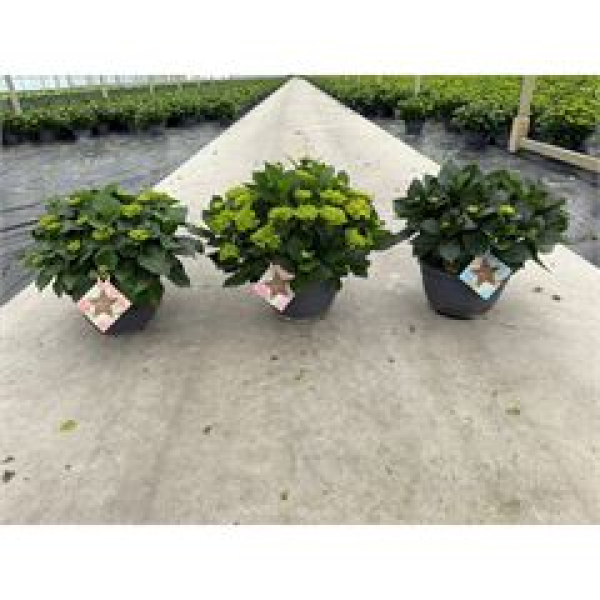 Hydrangea Schale rot