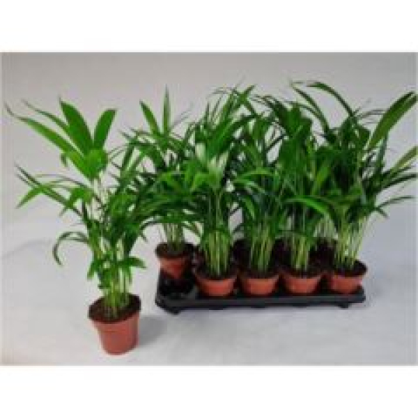 Dypsis lutescens
