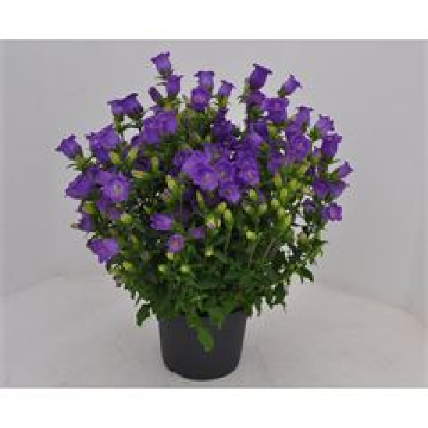 Campanula medium Kübel blau