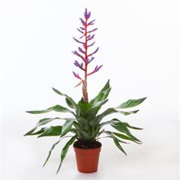Aechmea 'Blue Rain'