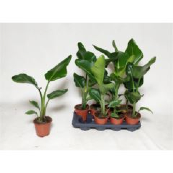 Strelitzia nicolai