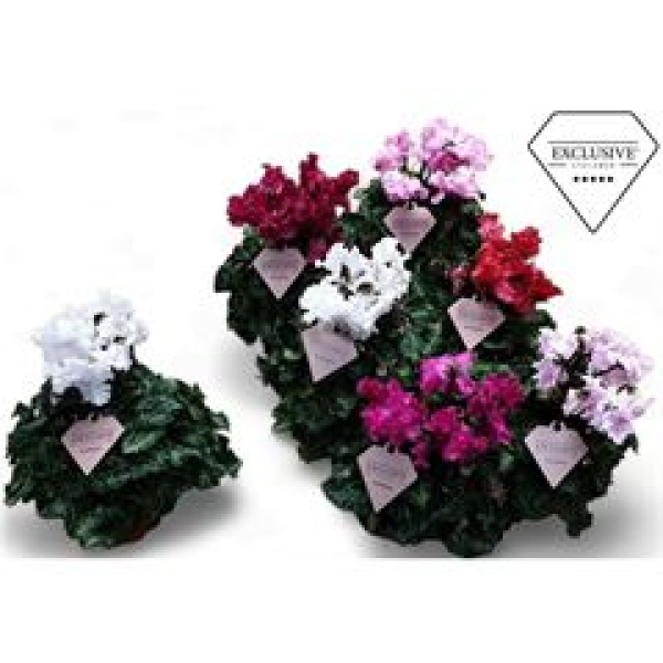 Cyclamen midi 'Merengue' Mix