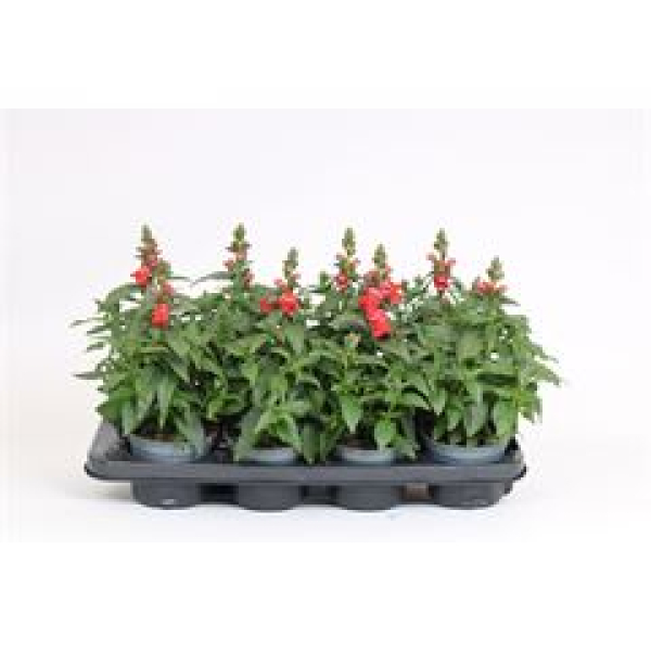 Antirrhinum majus orange