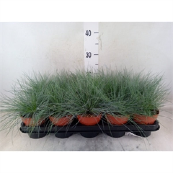 Festuca glauca
