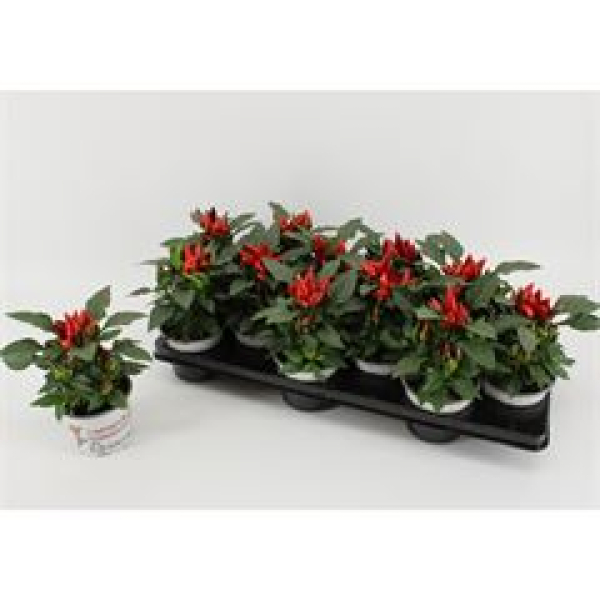 Capsicum annuum  'Favorit Red'
