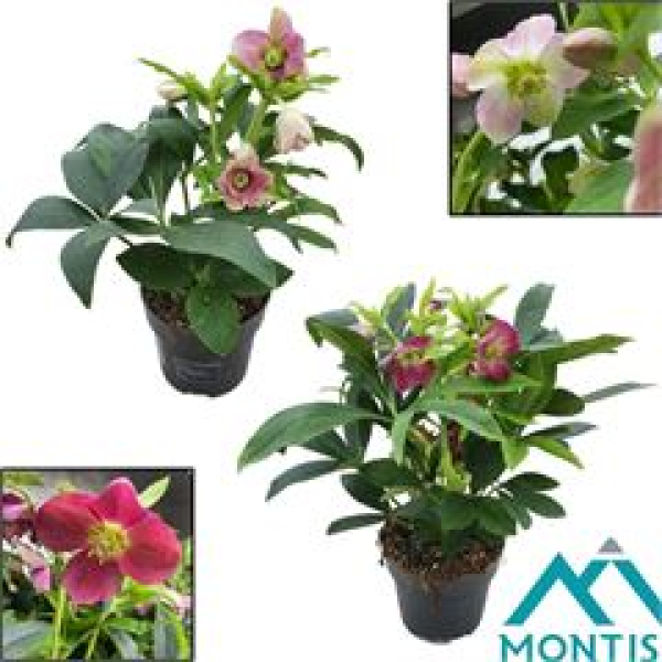 Helleborus ori. Mix