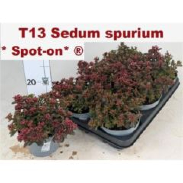 Sedum spurium 'Spot on deep Rose'