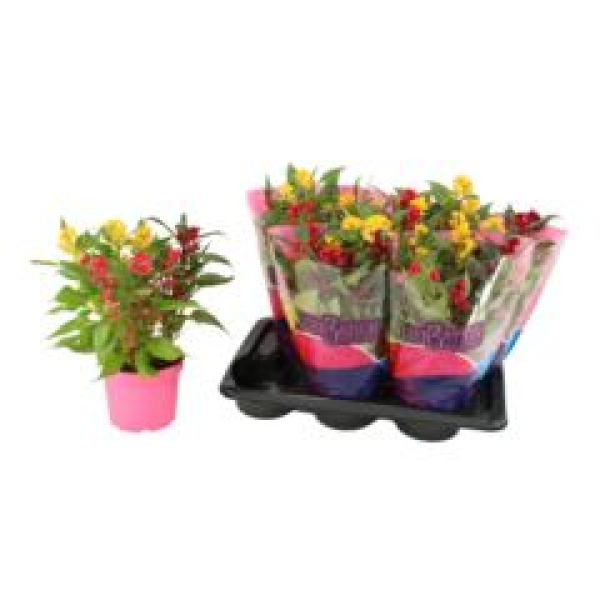 Celosia arg.  "Hot Topic" Trio