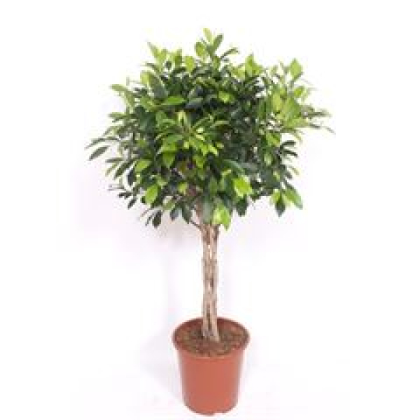 Ficus  'Nitida' geflochtener Stamm
