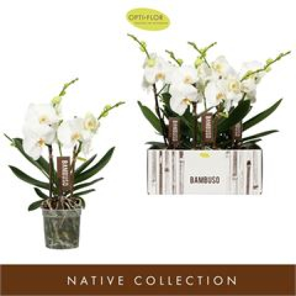 Phalaenopsis "Bambuso" 2 Rispen weiß