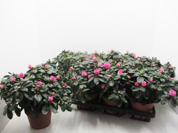 Azaleen 17-20 cm pink