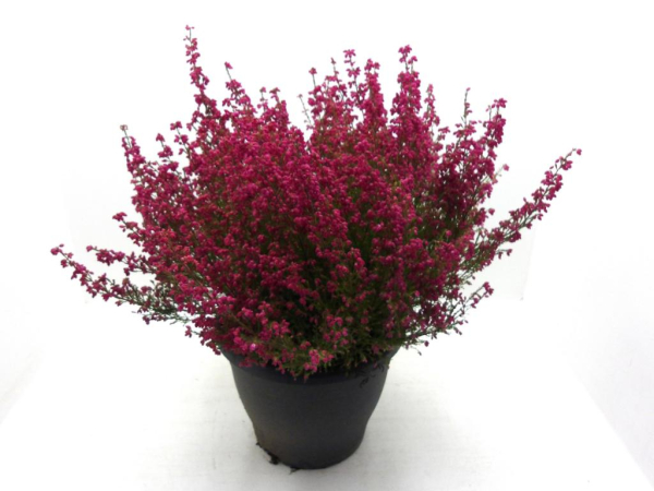 Erica gracilis Kübel