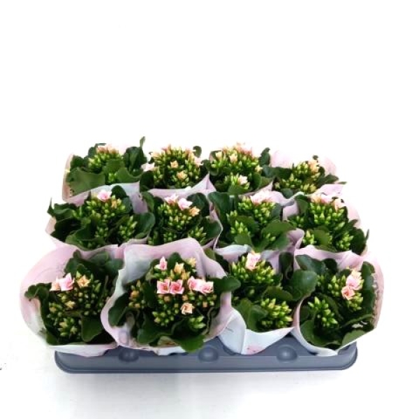 Mini Kalanchoe rosa ungefüllt