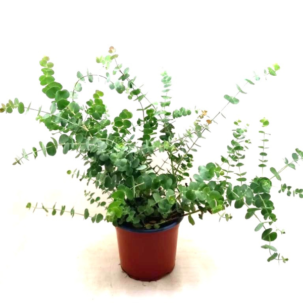 Eucalyptus Kübel