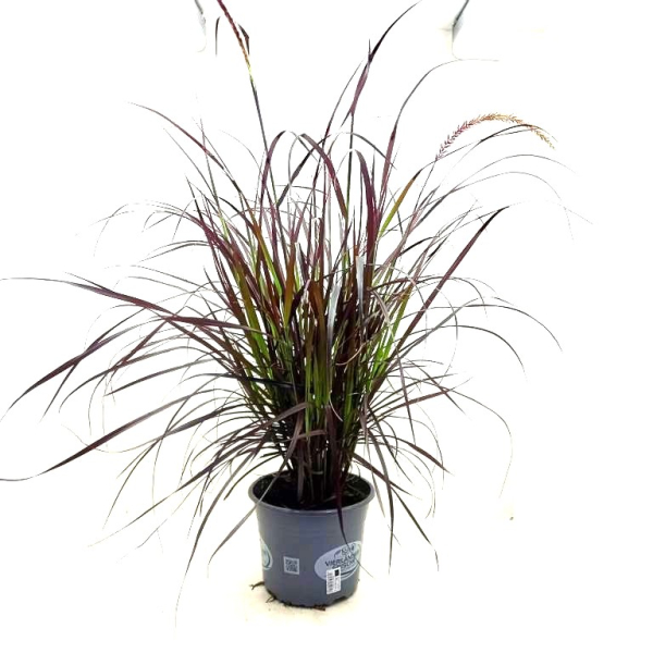 Pennisetum "Rubrum"