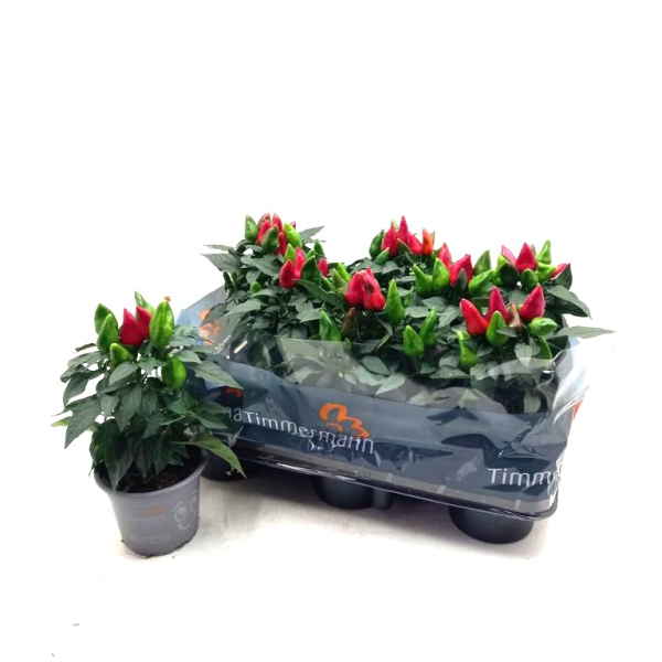 Capsicum ann. rot