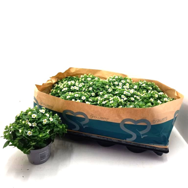Exacum weiß
