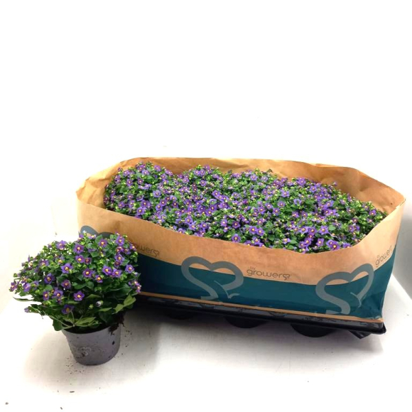 Exacum blau