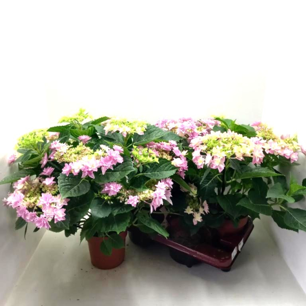 Hydrangea macr. "Sternchen" rosa