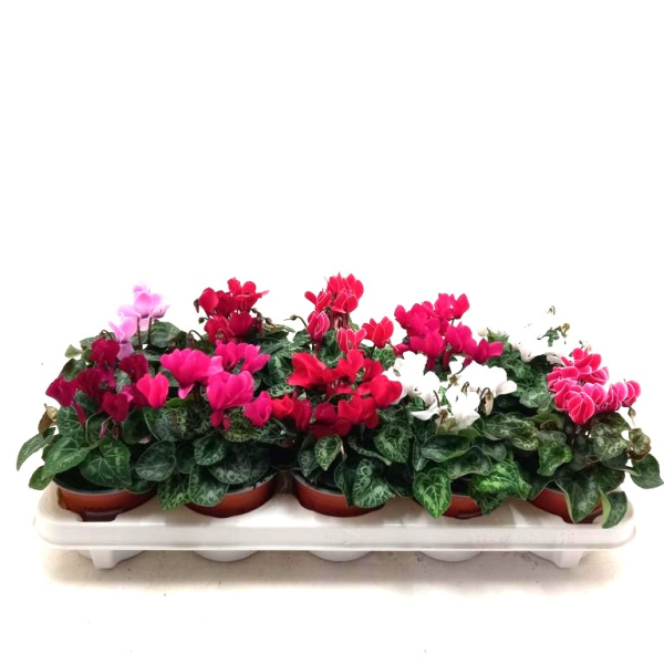 Cyclamen pers. midi Mix