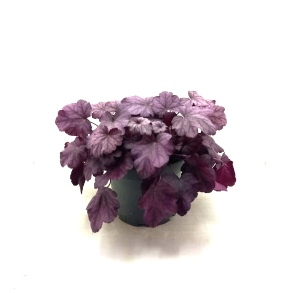 Heuchera Kübel