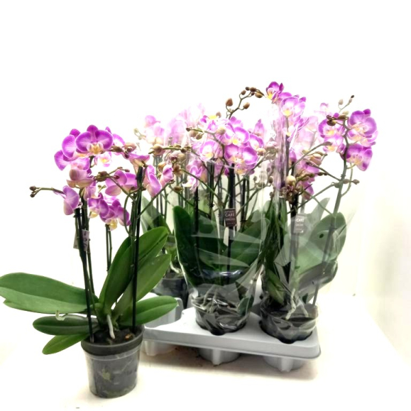 Phalaenopsis 4 Rispen pink