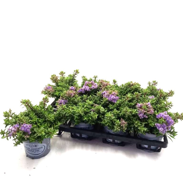 Hebe "Violett Dream"