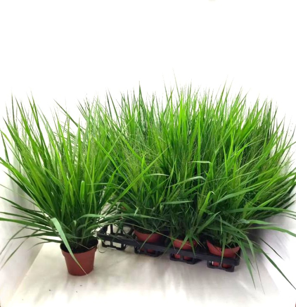 Eragrostis spectabile