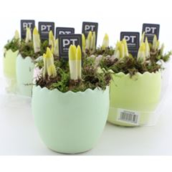 Narcissus im Ei grün