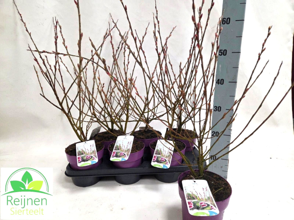 Salix gracil. "Mt. Aso"