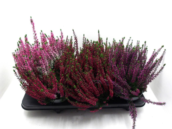 Calluna "Beauty Lady" Mix