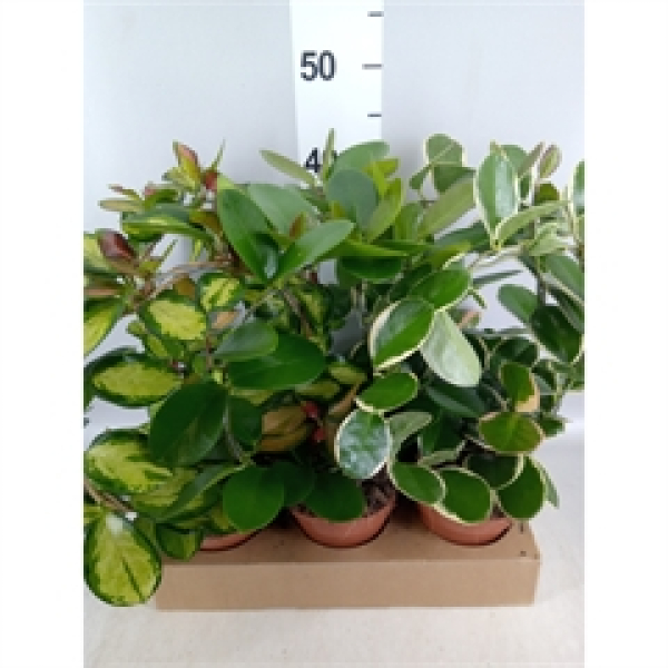 Hoya gemischt Bogen