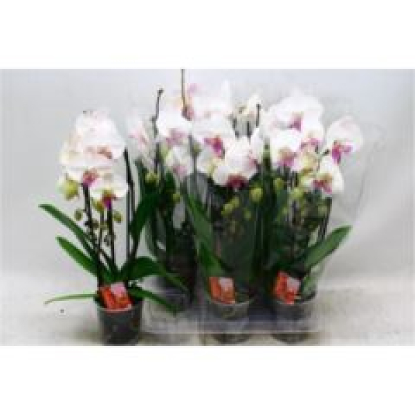 Phalaenopsis "Cascade" weiß mit rotem Auge
