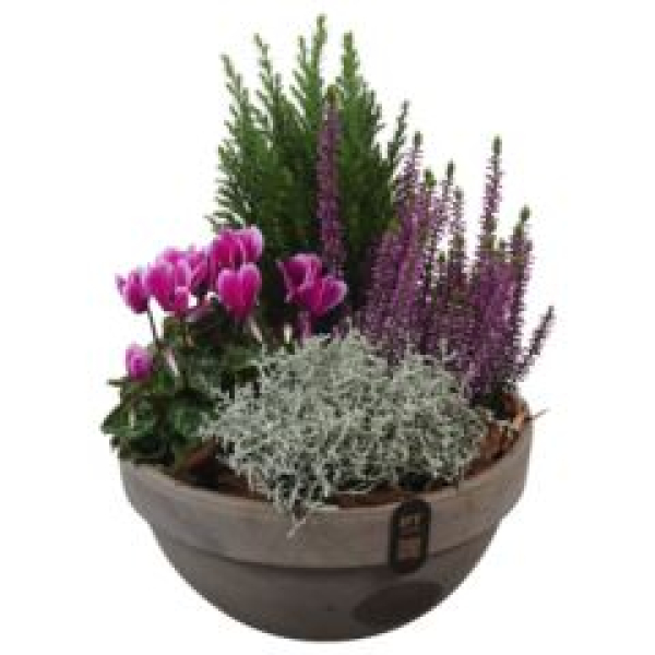 bepflanzte Tonschale