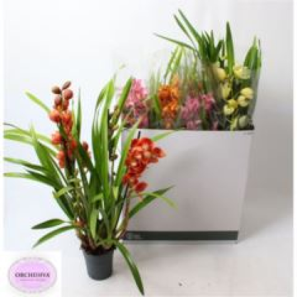 Cymbidium 3 Rispen gemischt