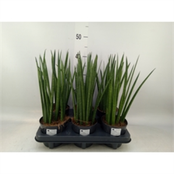 Sansevieria cyl.