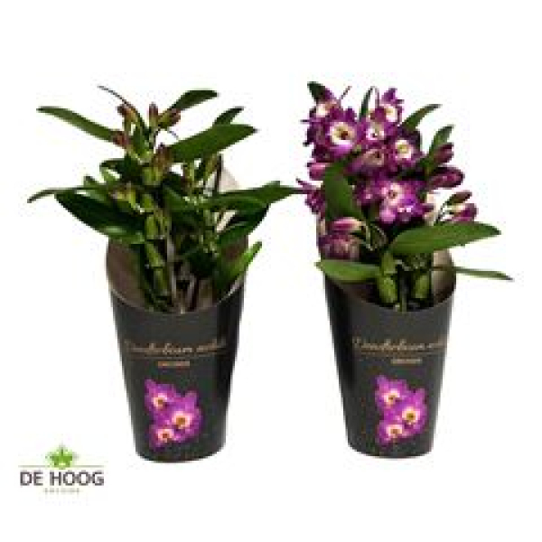 Dendrobium nob. 'Purple Rain'